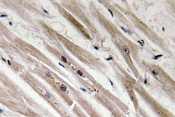 Caspase12 rabbit pAb