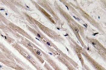 Caspase12 antibody