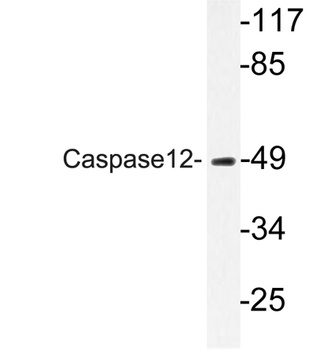 Caspase12 rabbit pAb