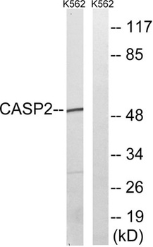 Caspase-2 rabbit pAb
