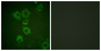 Caspase-6 antibody