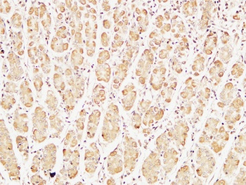 Caspase-7 rabbit pAb