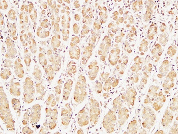 Caspase-7 antibody