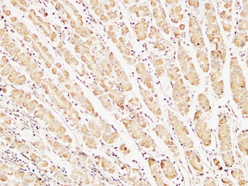 Caspase-7 rabbit pAb