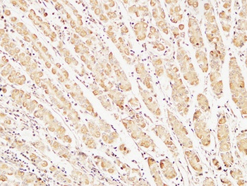 Caspase-7 antibody