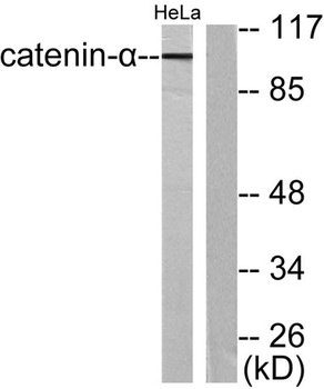 Catenin-alpha E/N antibody