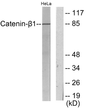 Catenin-β1 rabbit pAb