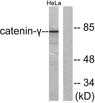 Catenin-gamma antibody