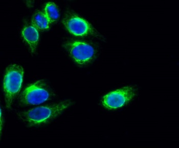 Caveolin 1 antibody