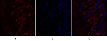 Caveolin-1 rabbit pAb