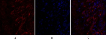 Caveolin 1 antibody