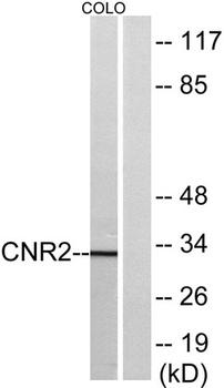 PCDHA6 antibody