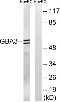 CBG rabbit pAb