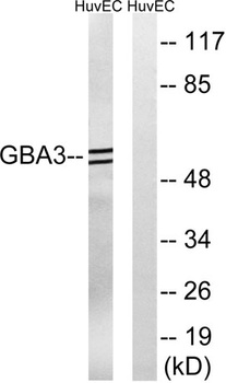 CBG antibody