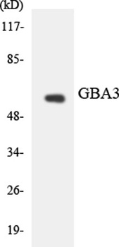 CBG rabbit pAb