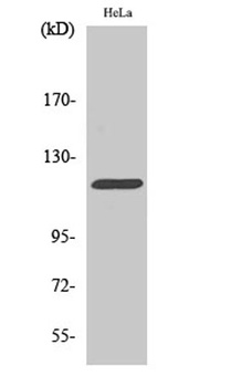 Cbl antibody