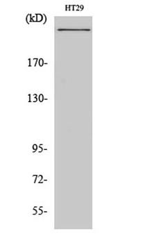 CREBBP antibody