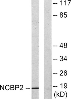 CBP20 rabbit pAb