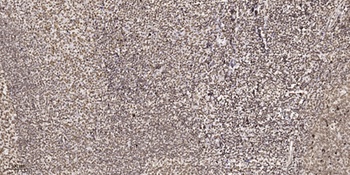 CBP20 rabbit pAb
