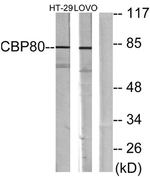 CBP80 antibody
