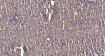 CBX6 rabbit pAb