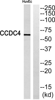 CCDC4 antibody