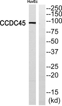 CCDC45 rabbit pAb