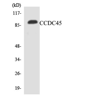 CCDC45 rabbit pAb