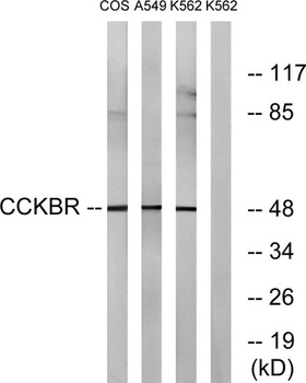 CCK-BR antibody