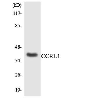 CCRL1 rabbit pAb