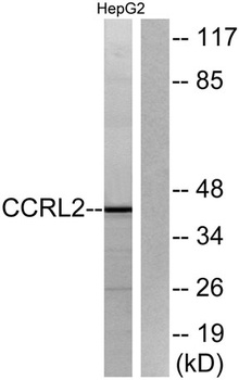 CCRL2 rabbit pAb