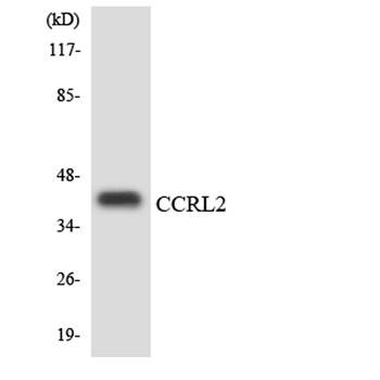CCRL2 rabbit pAb