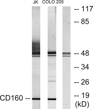 CD160 rabbit pAb