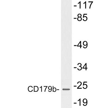 CD179b rabbit pAb