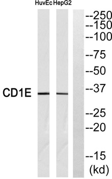 CD1e rabbit pAb