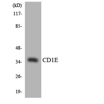 CD1e antibody