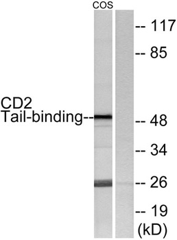 CD2BP2 rabbit pAb