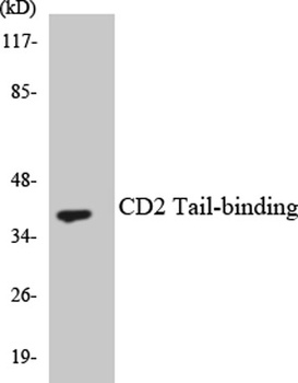 CD2BP2 rabbit pAb