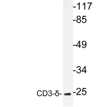 CD3-δ rabbit pAb