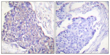 CD40 rabbit pAb