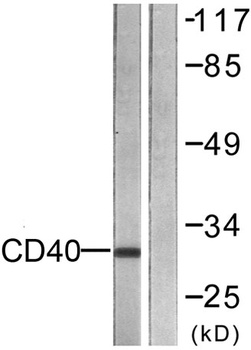 CD40 rabbit pAb