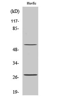 CD69 antibody