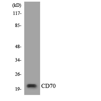 CD70 antibody