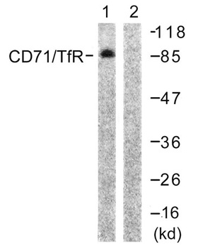 CD71/TfR rabbit pAb
