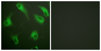 CD88 rabbit pAb