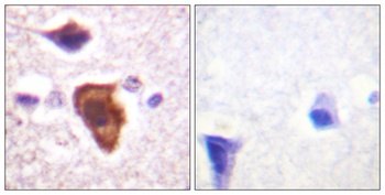 CD88 rabbit pAb