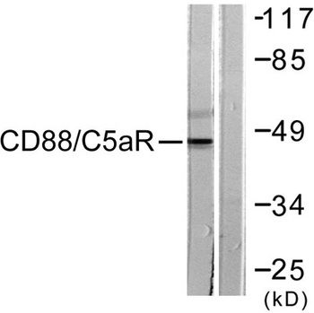 CD88 rabbit pAb