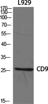 CD9 rabbit pAb