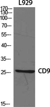 CD9 antibody