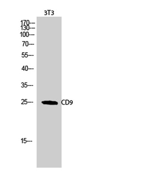 CD9 antibody